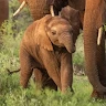 elephant_man