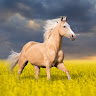 AliUlug profil fotoğrafı