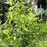 1000 Ayurvedic Plants