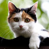 Mr Kitten