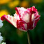 Ruffled Tulip