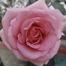 Diva