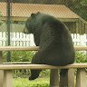 sad bear profile picture