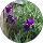 Community member