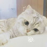 進擊の猫猫