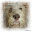 Holly Otterhound