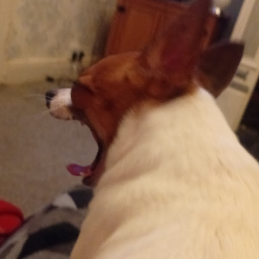 Eli