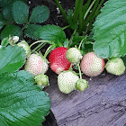 Bruger: Koshkinbay Kadirimbetov