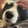 Dan 