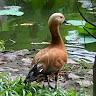 hai gia