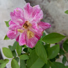 Utilizator: Md. Sahinuzzaman