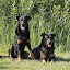 Beautje Beauceron