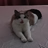 Анжелина