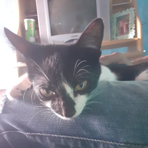 PRETO E O MUNDO ANIMAL