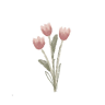 Ảnh của tác giả: Giang Giang