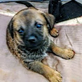 Станислав Головачев