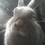 Mishka the bunny 1