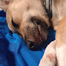 Roo 