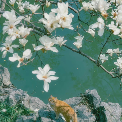 Mr.RedFox