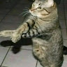 Aarabos