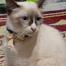 Siwar Houssin