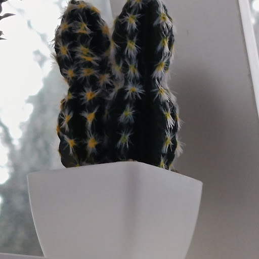 Licena