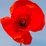 Writer: Poppy Road