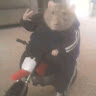 user_o34tc1rw3dyfcrr960019 member profile picture