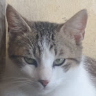 Utente: carlens archille