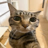Koki