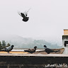 Nourelhouda Fadloun