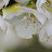 florie