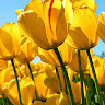 DILEEP M K