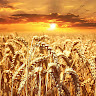 Yael Papich's photo