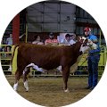 CIRCLE S FARM HAMMS HEREFORDS - Elkins, Arkansas
