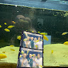 Nisfa Putriana
