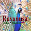 Rayanusa (Owner)