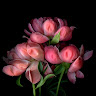 Created by