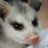 Fall_Opossum member profile picture