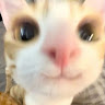 nekobot777581's Avatar