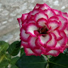 Created by
