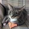 Rottal member profile picture
