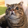 userThumbnail