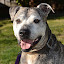 Rosco Bosco (Owner)