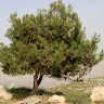 גילעד יהלומי's photo