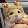 Pé Hamster