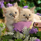 Utente: EKANS (MA_YA)