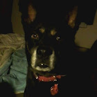 ผู้ใช้: Debbie