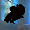 nayrrr's Avatar