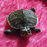 user_pjgtum4yqtfn4mf4 member profile picture